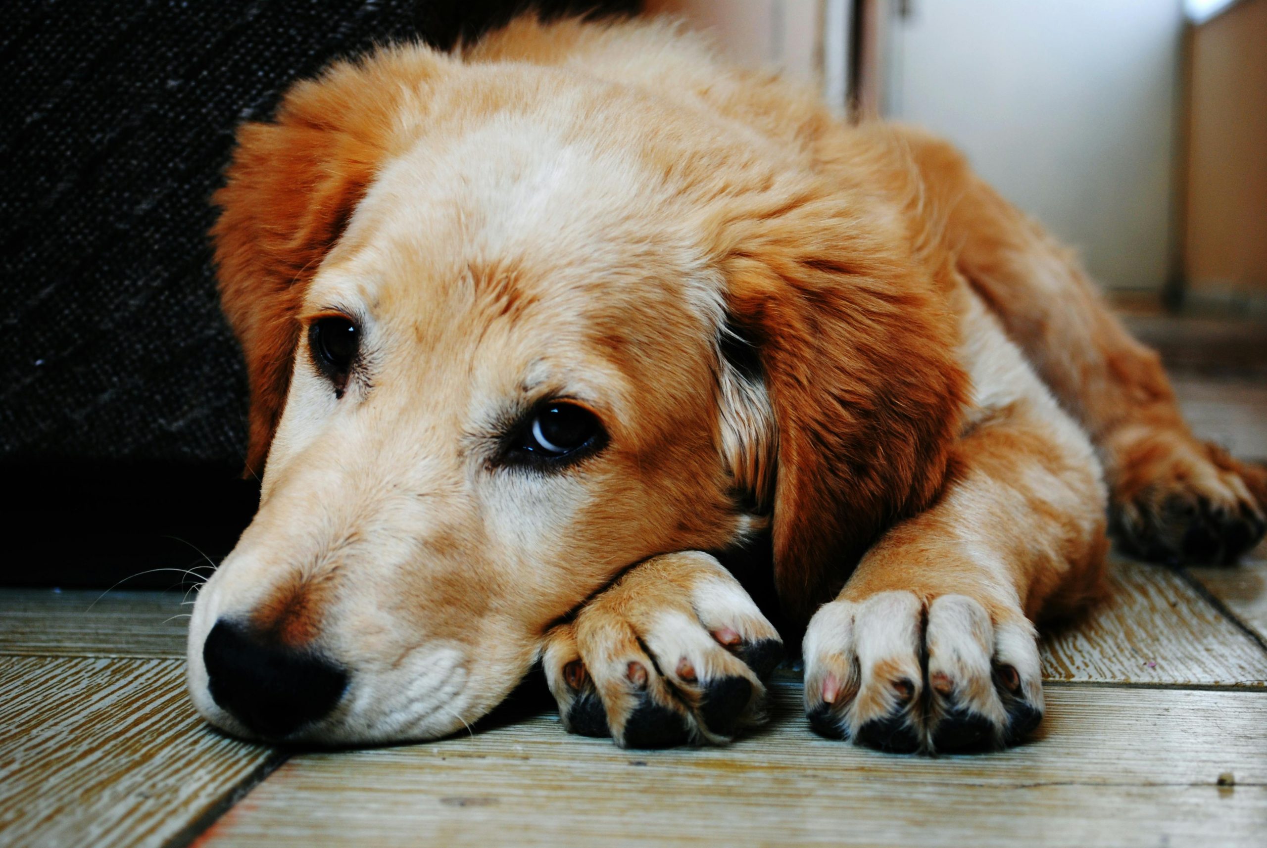 golden retriever lying on the floor, looking exhausted and gloomy