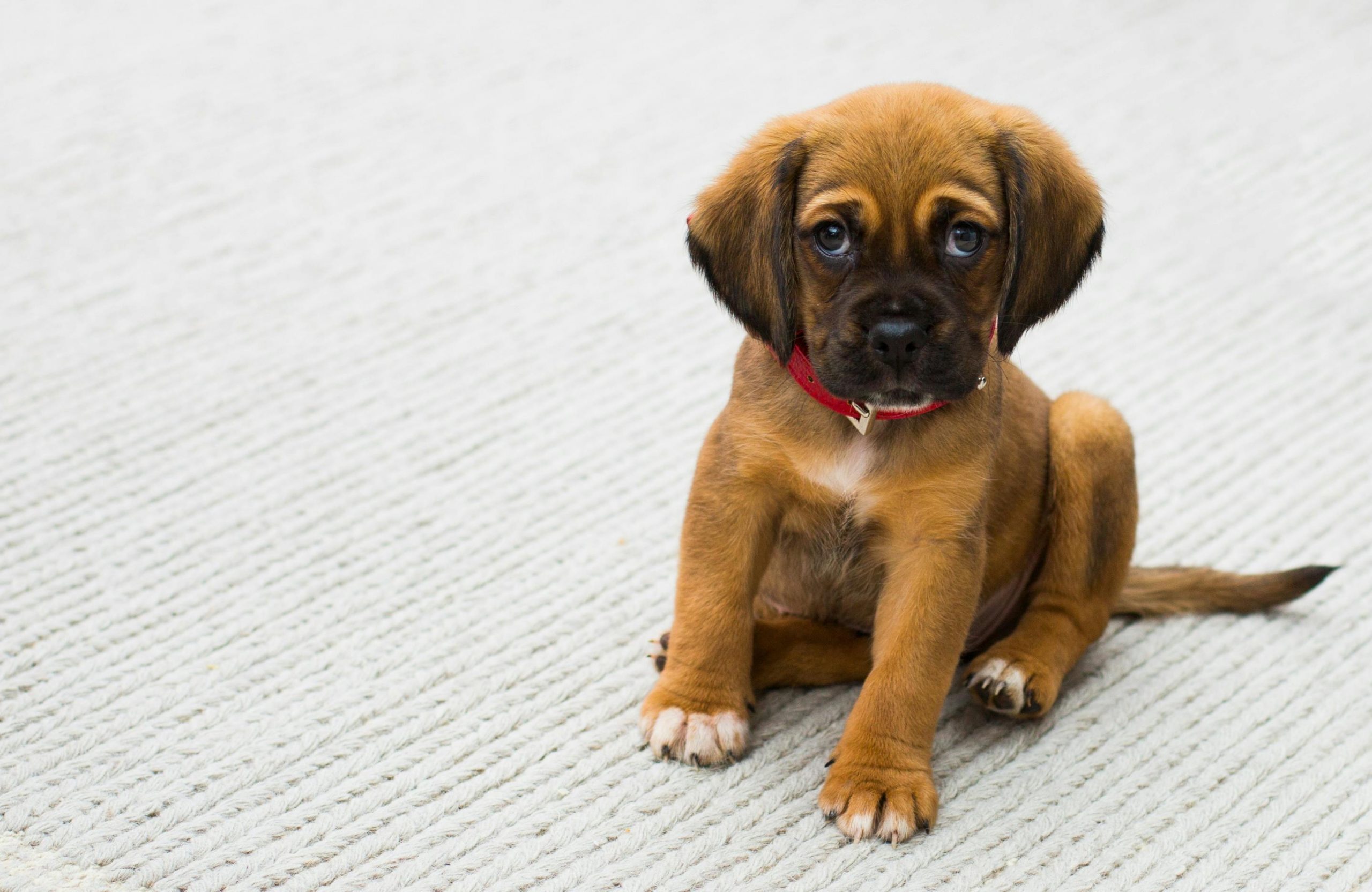 What Does Parvo Poop Smell Like? How to Recognize the Odor and Protect Your Dog