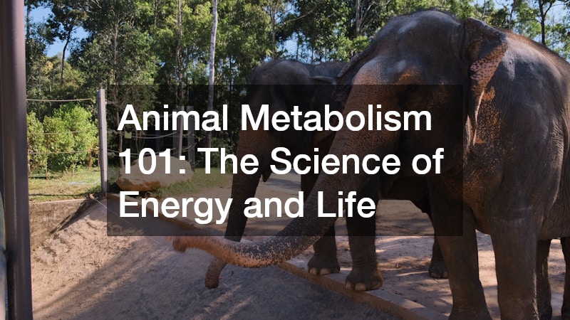 Animal Metabolism 101  The Science of Energy and Life