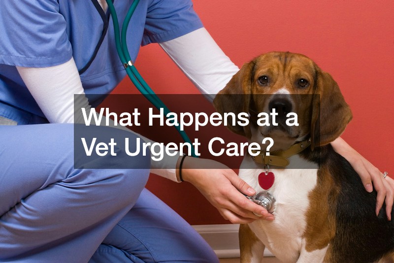 What Happens at a Vet Urgent Care?